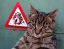 кот, знак