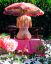 зонтик, роза, розовое, попа