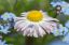 ромашка, цветок