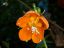 цветок, оранжевый
