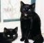 черный, кот