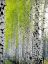 березы