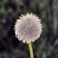 одуванчик, мохнатый
